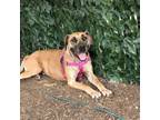 Adopt Lyla a Great Dane, Mixed Breed