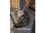 Adopt Luna a Tabby