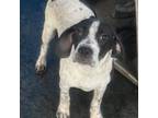 Adopt Bow a English Pointer