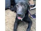 Adopt Lola a Black Labrador Retriever