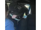 Adopt Sondra a Black Labrador Retriever