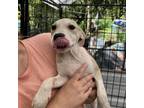 Adopt Nutmeg a Mixed Breed