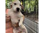 Adopt Sage a Mixed Breed