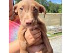 Adopt Ginger a Chocolate Labrador Retriever, Mixed Breed