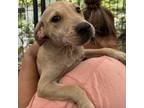 Adopt Cinnamon 2 a Mixed Breed
