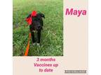 Adopt Maya a Terrier, Labrador Retriever