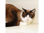 Adopt Faith a Snowshoe, Domestic Short Hair