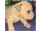 Adopt Clover a Mixed Breed