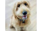 Adopt Pebbles a Golden Retriever, Standard Poodle