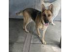 Adopt Diamond a German Shepherd Dog