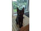 Adopt Dottie a American Shorthair