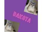 Adopt Dakota a Siamese