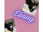 Adopt Ebony a Domestic Short Hair