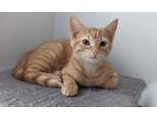 Adopt Roo a Tabby