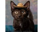 Adopt Frankie a Domestic Short Hair
