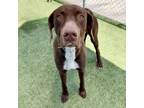 Adopt Chente a German Shorthaired Pointer