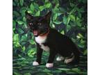 Adopt Jellicent a Domestic Short Hair