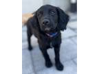 Adopt Thursday 24082 a English Cocker Spaniel, English Setter