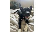 Adopt DIESEL a Pit Bull Terrier, Australian Cattle Dog / Blue Heeler