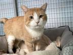 Adopt Petey a Domestic Short Hair