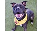 Adopt Shadow a Pit Bull Terrier, Mixed Breed