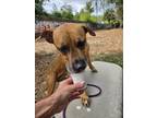 Adopt Eddie a American Staffordshire Terrier, Mixed Breed