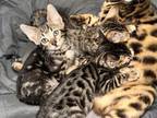 Brown And Light Bengal Kittens Marble And Spotted