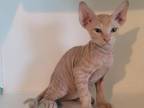 Meet Mango Male Orange Tabby Sphynx