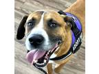 Adopt Barney a Boxer