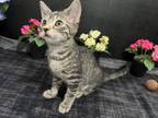 Adopt Naan a Tabby, Domestic Short Hair