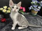 Adopt Osso a Tabby, Domestic Short Hair