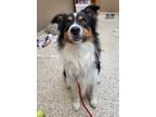 Adopt Tuxedo 41708 a Australian Shepherd