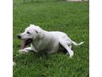 Adopt Lucas a Labrador Retriever, Mixed Breed