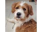 Adopt Crew a German Wirehaired Pointer, Mixed Breed