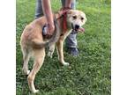 Adopt Oswald a Great Pyrenees, Mixed Breed
