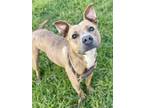 Adopt Reno a Pit Bull Terrier, Mixed Breed