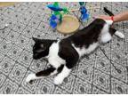 Adopt Mahlon a Domestic Short Hair
