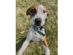 Adopt Gordon a Mixed Breed