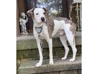 Adopt Poseidon a Catahoula Leopard Dog, Pointer