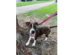 Adopt Troy a Beagle