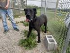 Adopt Albert a Great Dane