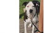 Adopt Sparky a Pit Bull Terrier