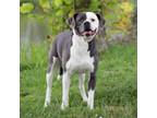 Adopt Chance a Boston Terrier, Pit Bull Terrier