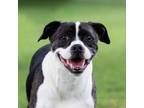 Adopt Charlie a Pit Bull Terrier, Boston Terrier