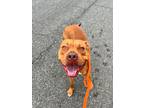 Adopt Clancy a Pit Bull Terrier