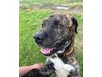 Adopt Rex a Pit Bull Terrier, Labrador Retriever