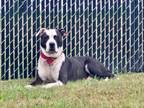 Adopt Dusky a Pit Bull Terrier
