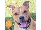 Adopt Bongo a Pit Bull Terrier, Mixed Breed
