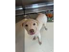 Adopt Parker a Mixed Breed