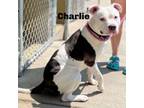 Adopt Charlie 240511 a Mixed Breed